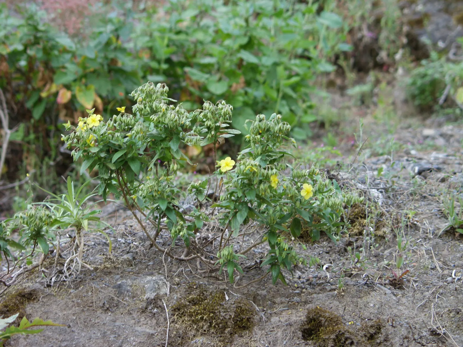 Sunrose (Helianthemum Num. 'Sunny Side Up') — This resilient cultivar is prized for its evergreen qualities in warmer climates; multi-colored and white and
