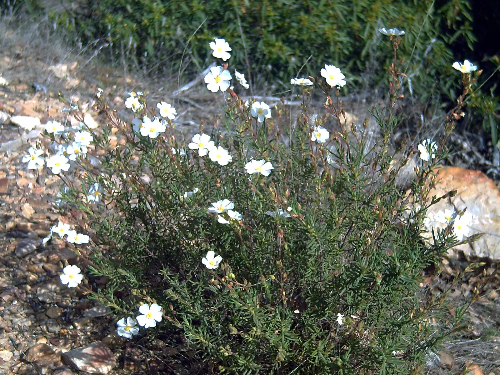 Sunrose (Helianthemum Num. 'Sunny Side Up') — measuring about 1 inch across, image 58