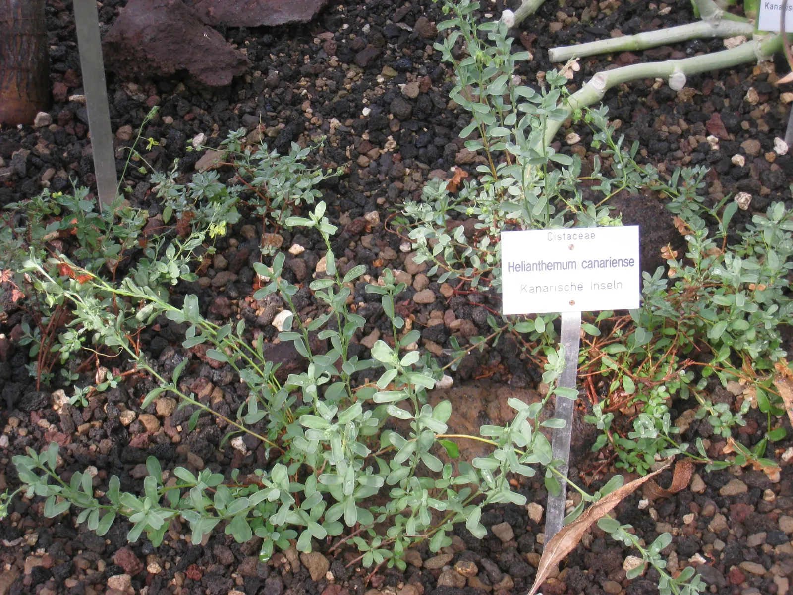 Sunrose (Helianthemum Num. 'Sunny Side Up') — offer a joyful contrast and typically appear in the late spring to early summer months