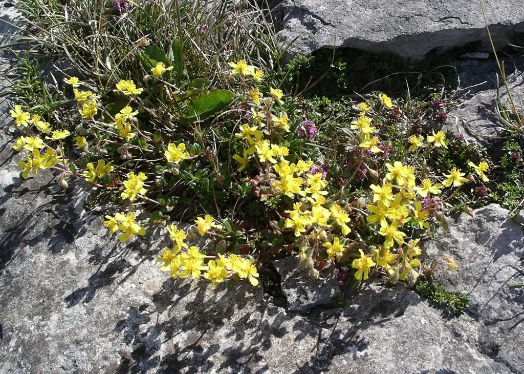 Sunrose (Helianthemum Num. 'Sunny Side Up') — Ideal for rock gardens and front-of-border placement, this perennial thrives in well-drained soil and, image 50