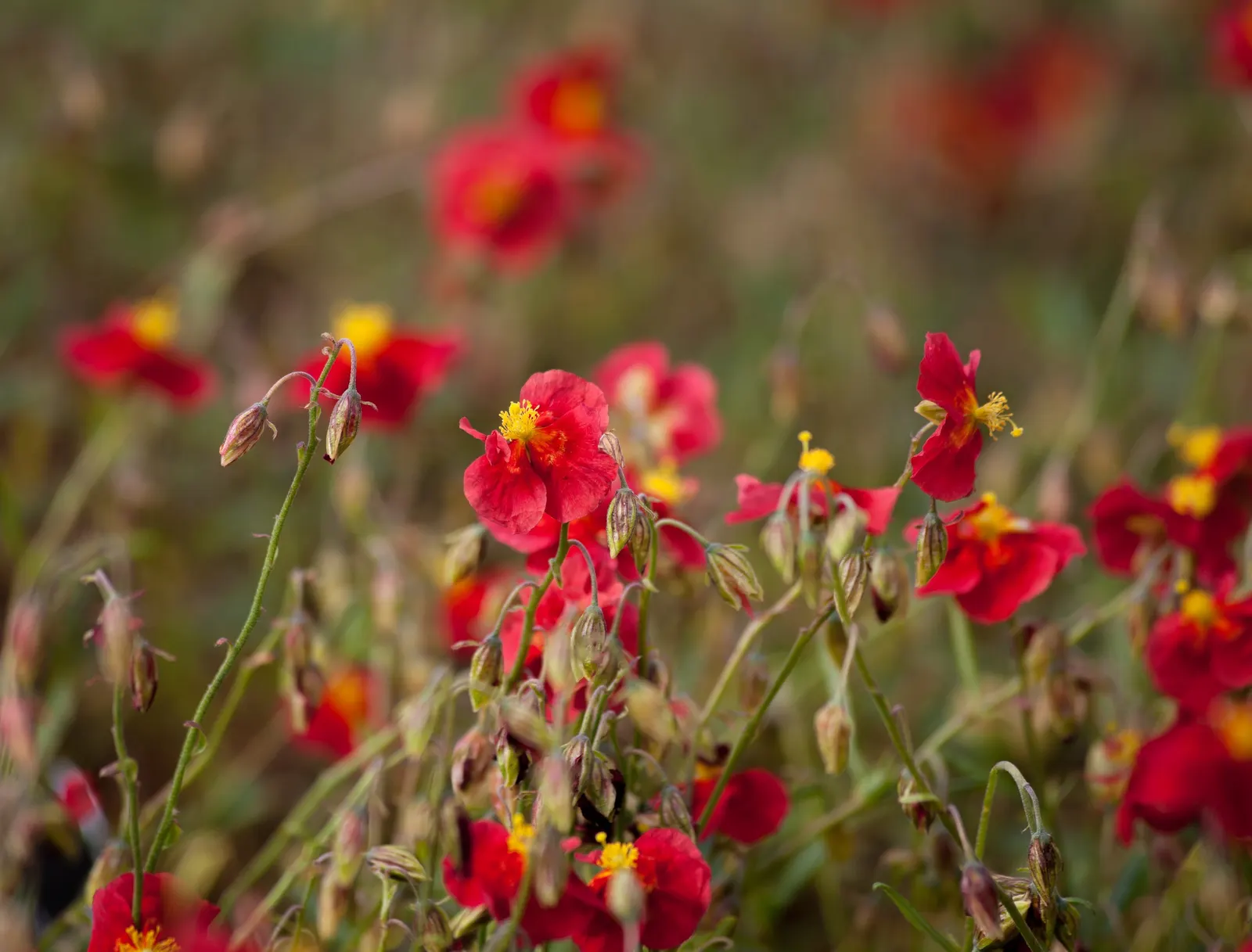 Sunrose (Helianthemum Num. 'Sunny Side Up') — mat-forming habit with vibrant green foliage