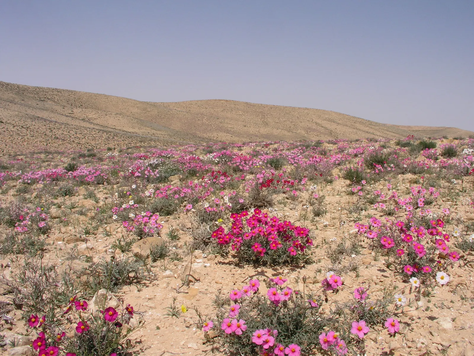 Sunrose (Helianthemum Num. 'Sunny Side Up') — where it receives at least 6 hours of direct sunlight daily; this resilient cultivar is prized for its evergreen