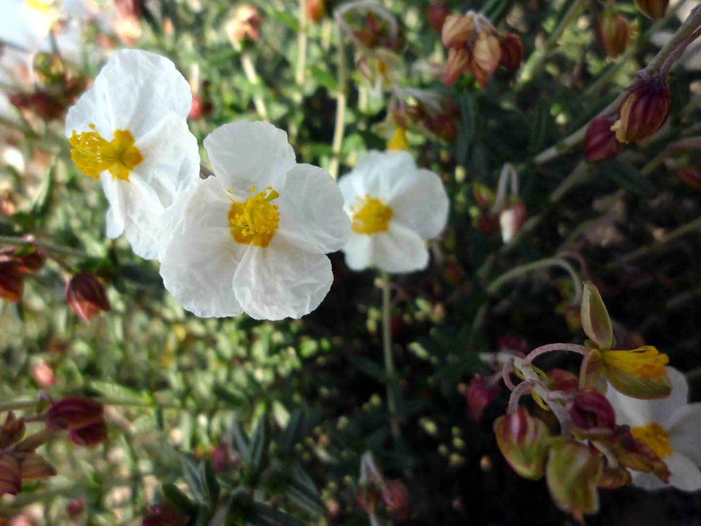 Sunrose (Helianthemum Num. 'Sunny Side Up') — shrub with multi-colored and white and yellow blooms; offer a joyful contrast and typically appear in, image 68