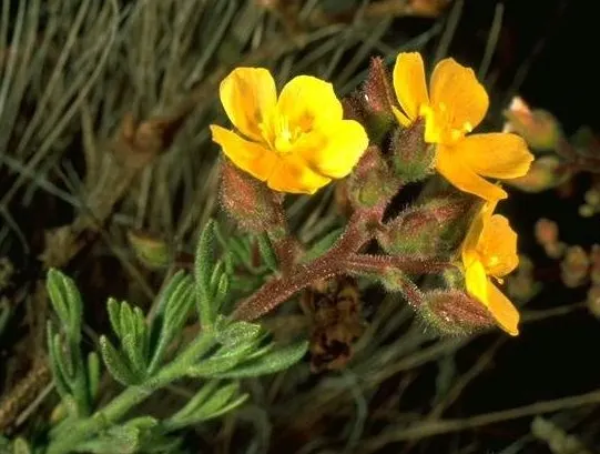 Sunrose (Helianthemum Num. 'Sunny Side Up') — commonly known as Sunrose; ideal for rock gardens and front-of-border placement, this perennial, image 47