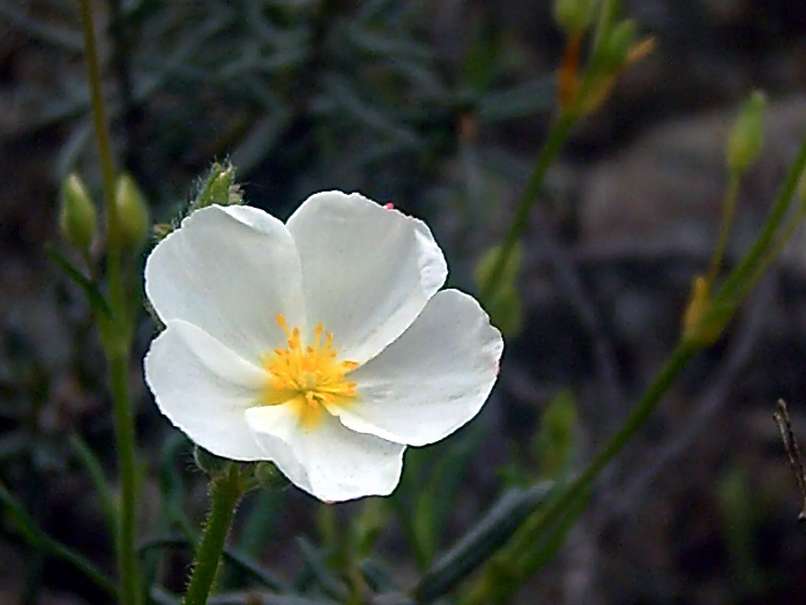 Sunrose (Helianthemum Num. 'Sunny Side Up') — shrub for full; or as part of a rock garden assembly