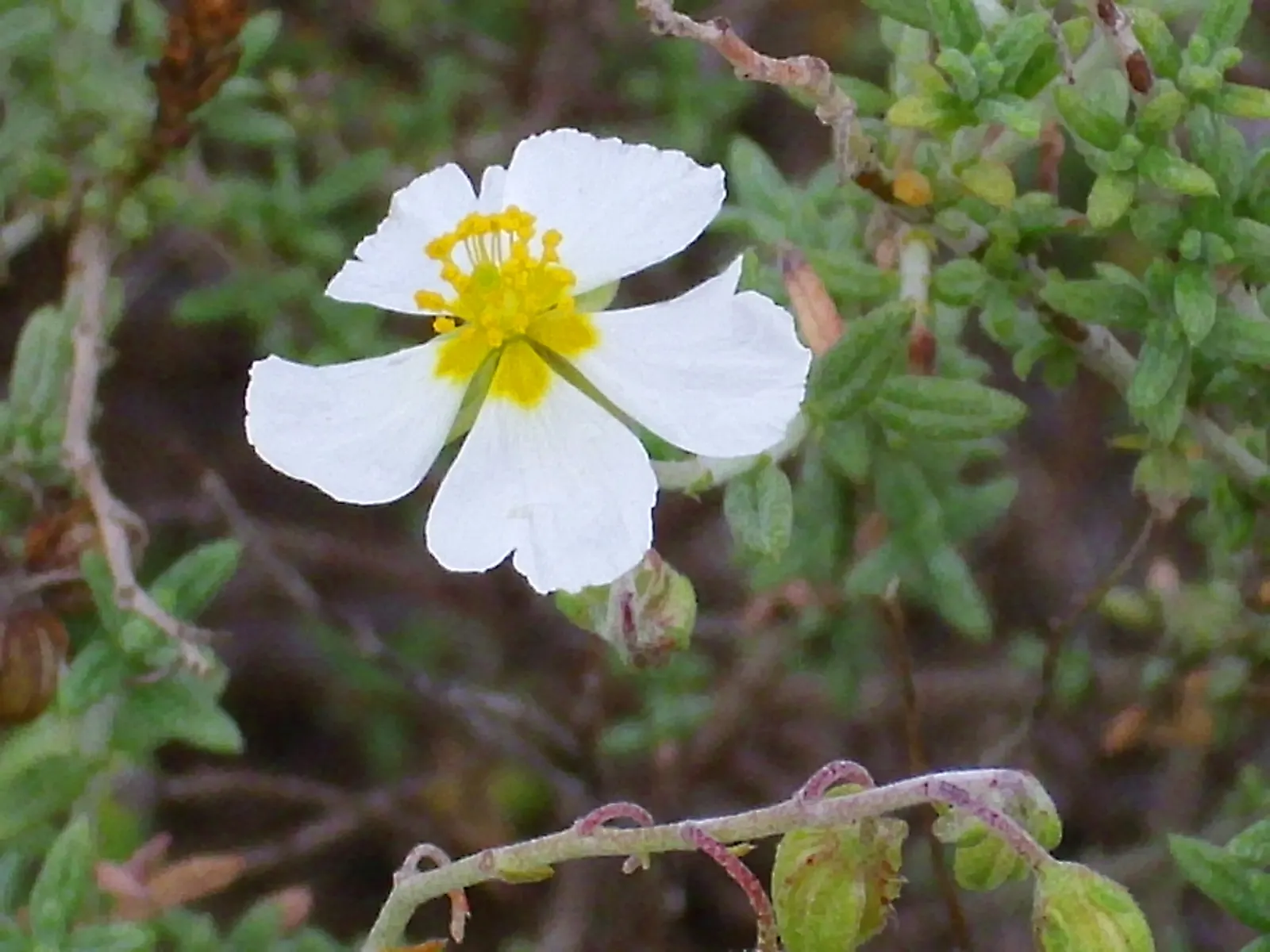 Sunrose (Helianthemum Num. 'Sunny Side Up') — shrub for full