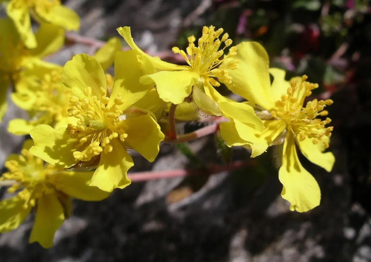 Sunrose (Helianthemum Num. 'Sunny Side Up') — making it ideal for the front of borders