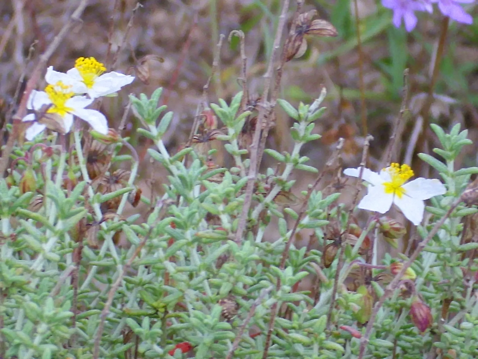 Sunrose (Helianthemum Num. 'Sunny Side Up') — Ideal for rock gardens and front-of-border placement, this perennial thrives in well-drained soil and, image 27