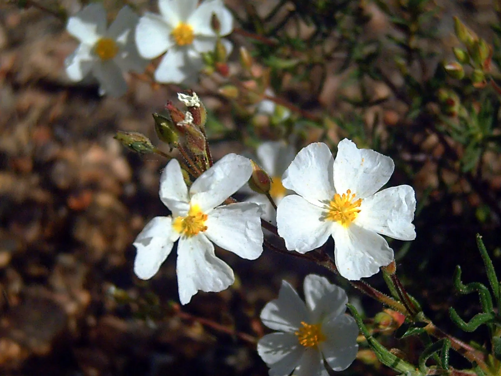 Sunrose (Helianthemum Num. 'Sunny Side Up') — offer a joyful contrast and typically appear in the late spring to early summer months; making it, image 59