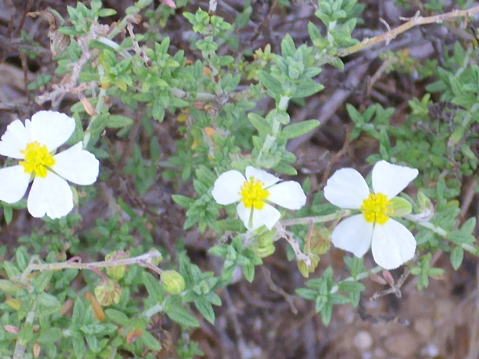 Sunrose (Helianthemum Num. 'Sunny Side Up') — is a charming low-growing perennial that enriches garden landscapes with its profusion of delightful; it excels
