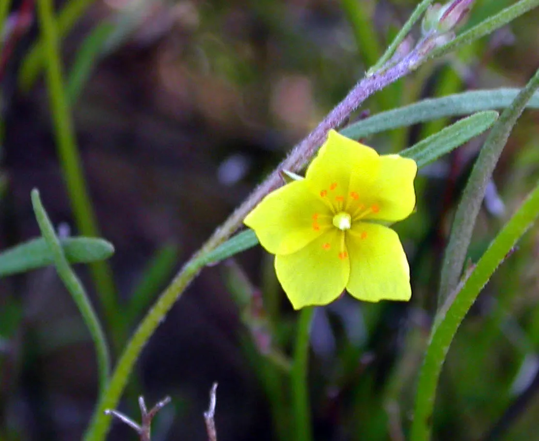 Sunrose (Helianthemum Num. 'Sunny Side Up') — commonly known as Sunrose