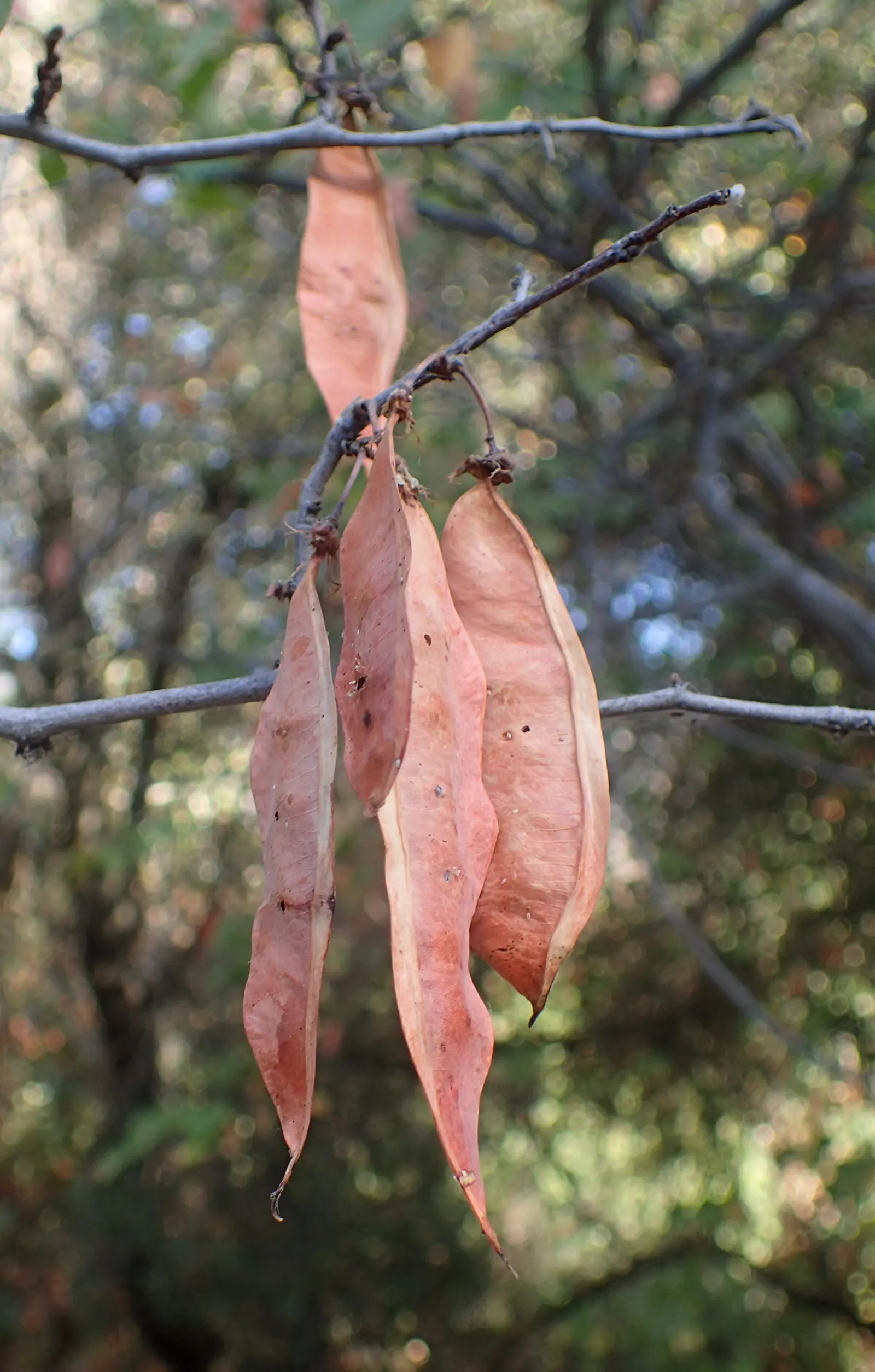 Western Redbud (Cercis Occidentalis) — or serve as a focal point when planted as a solitary specimen; the Western Redbud can accentuate entryways