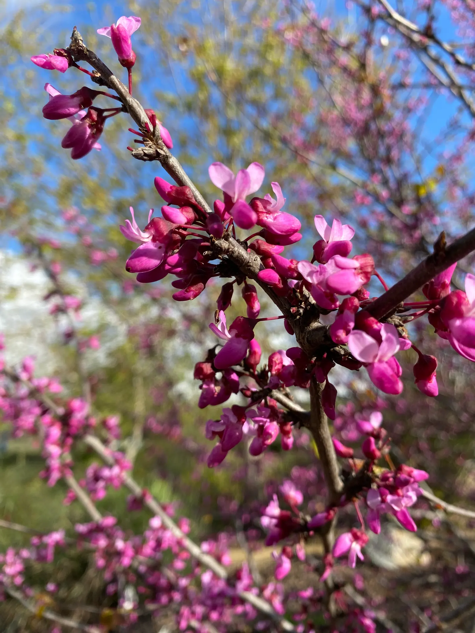 Western Redbud (Cercis Occidentalis) — The Western Redbud (Cercis occidentalis) is a vibrant deciduous shrub/small tree, reaching 10-18 ft