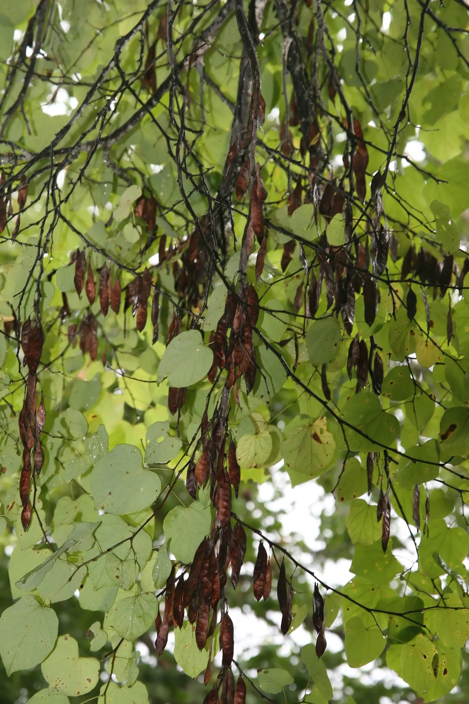 Western Redbud (Cercis Occidentalis) — Following the spring spectacle; making it an ideal candidate for residential garden, image 65