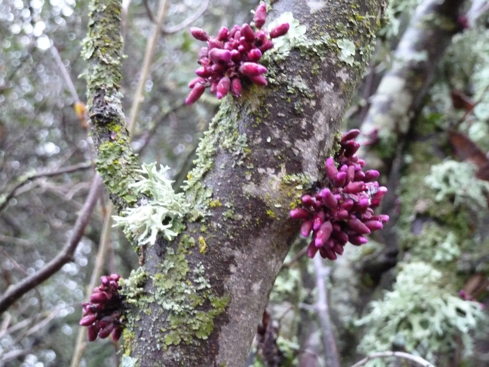 Western Redbud (Cercis Occidentalis) — The Western Redbud (Cercis occidentalis) is a vibrant deciduous shrub/small tree, reaching 10-18 ft; this, image 53