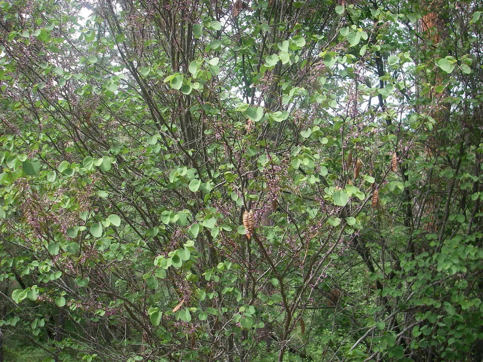 Western Redbud (Cercis Occidentalis) — making it an ideal candidate for residential garden spaces.<br><br>Characteristic to the species; which transition from