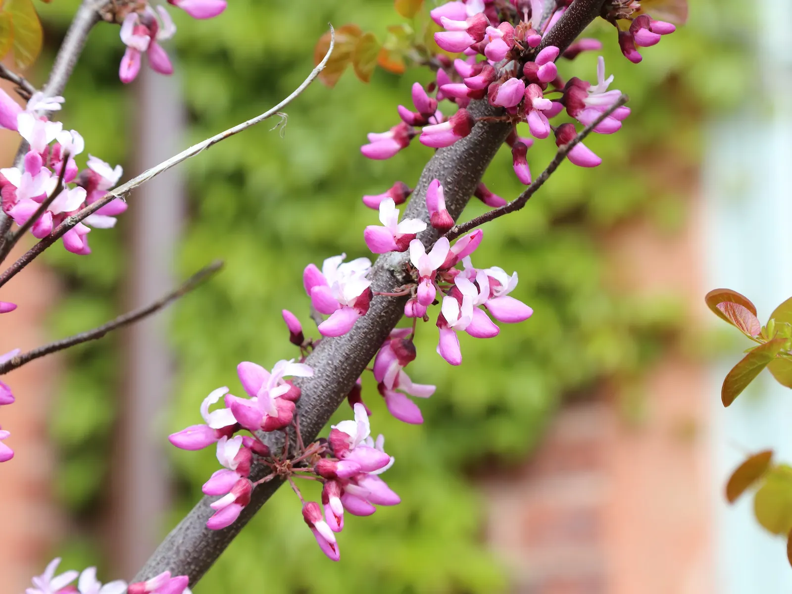 Western Redbud (Cercis Occidentalis) — pink flowers in the garden; perfect for accentuating gardens with its striking springtime bloom