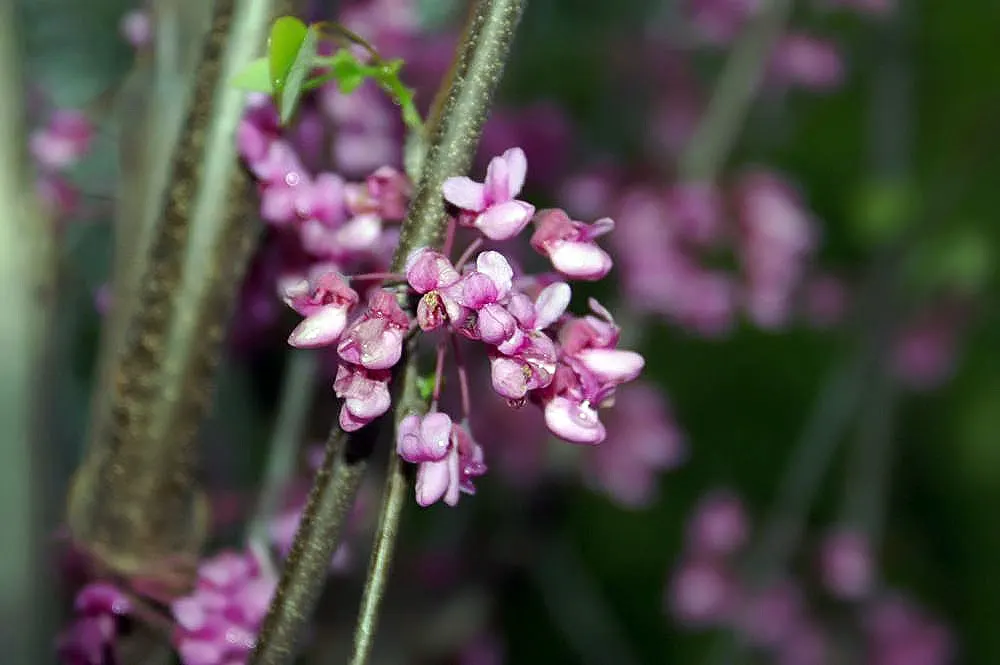 Western Redbud (Cercis Occidentalis) — perfect for accenting California landscapes and attracting pollinators