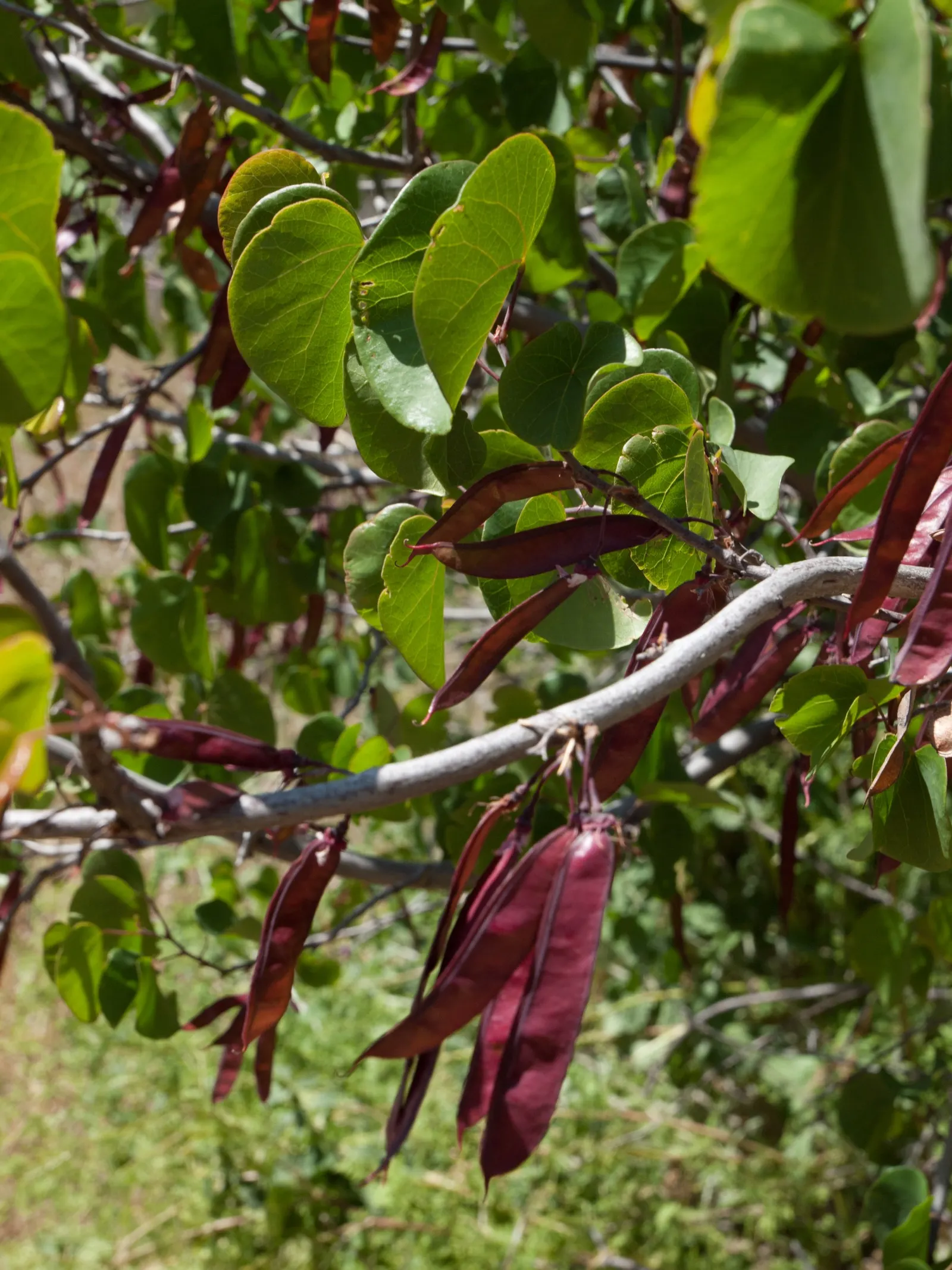 Western Redbud (Cercis Occidentalis) — Following the spring spectacle; making it an ideal candidate for residential garden spaces.<br><br>Characteristic to the