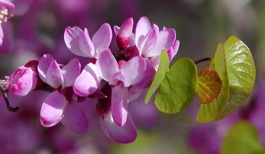 Western Redbud (Cercis Occidentalis) — from full sun to partial shade; regular watering is crucial, particularly in the hotter months