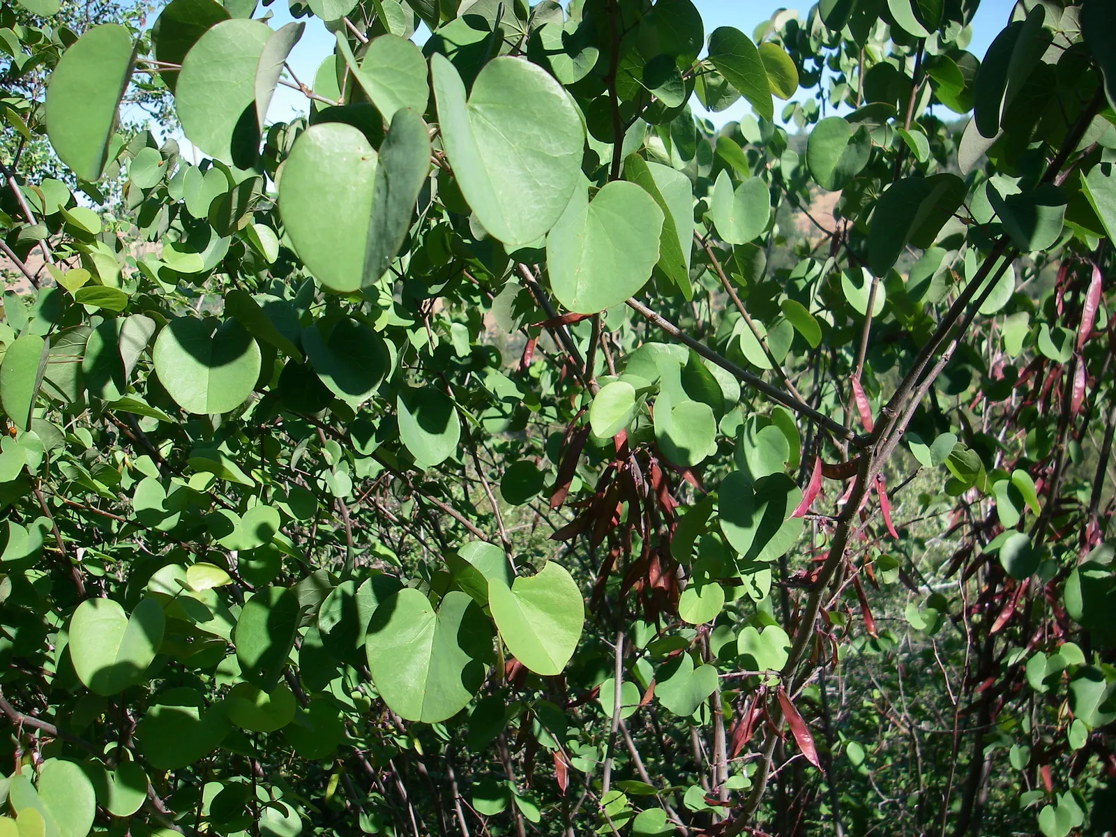 Western Redbud (Cercis Occidentalis) — the tree presents heart-shaped leaves; cercis occidentalis prefers well-drained soils and can tolerate various conditions