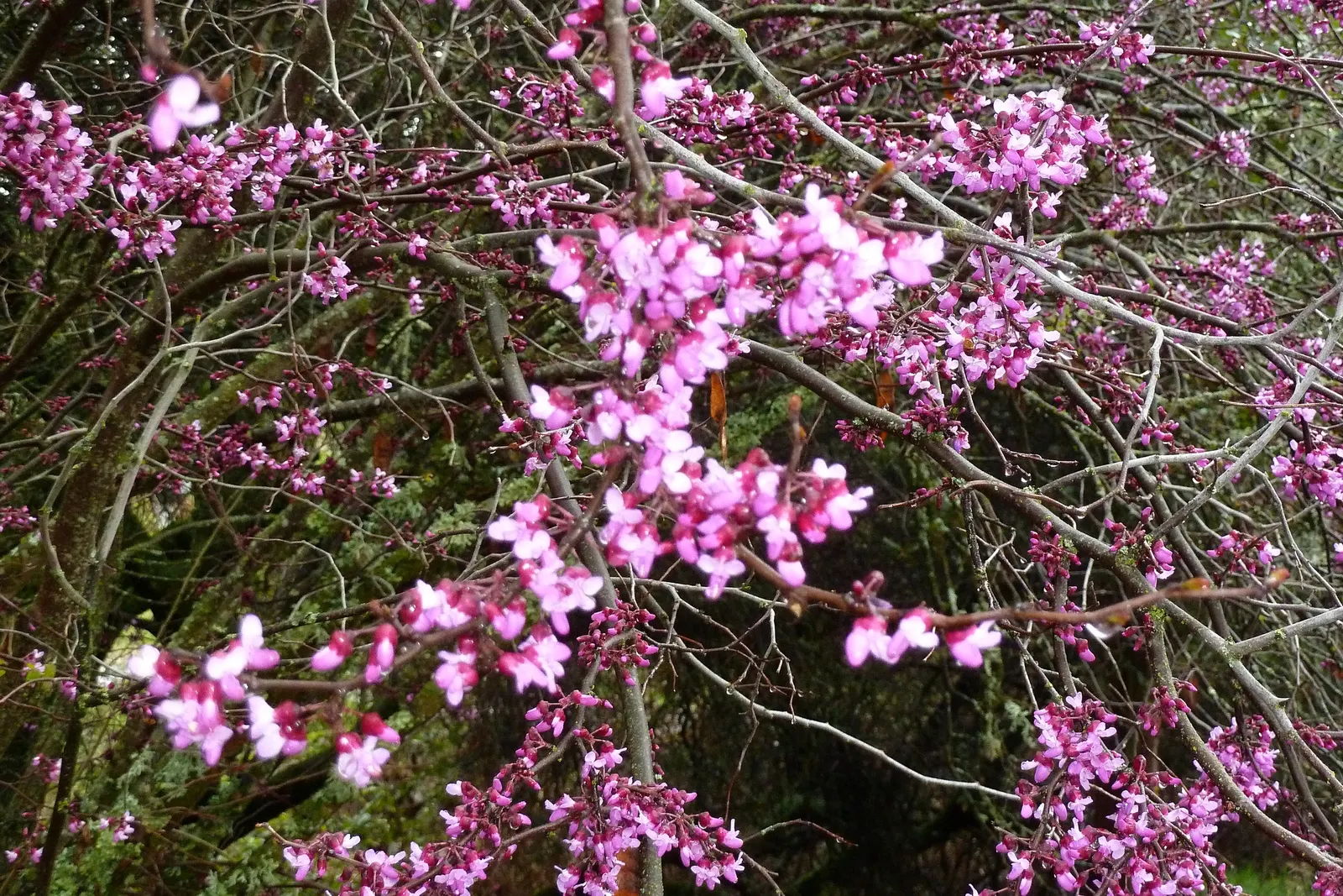 Western Redbud (Cercis Occidentalis) — These blossoms grow directly on the gray branches, enveloping the tree in a cloak of color; heart-shaped leaves emerge