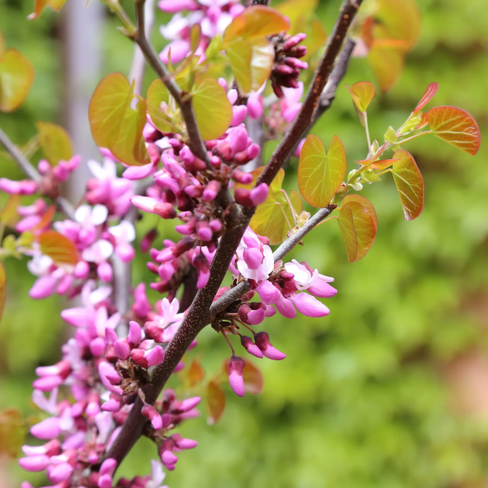 Western Redbud (Cercis Occidentalis) — These blossoms grow directly on the gray branches, enveloping the tree in a cloak of color