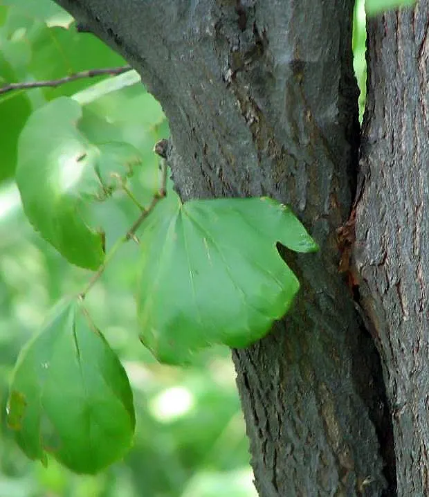 Western Redbud (Cercis Occidentalis) — This low-maintenance native prefers full sun to partial shade and adapts well to various soils