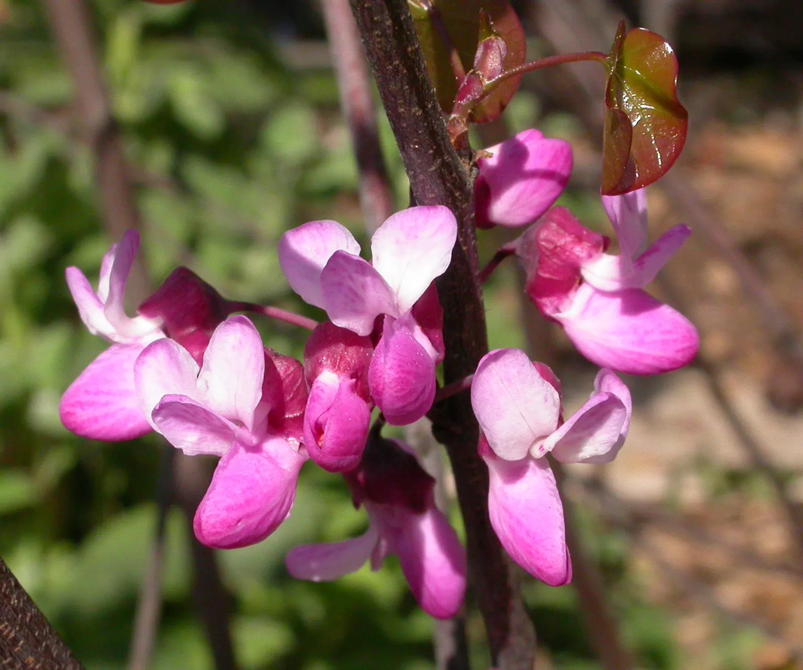 Western Redbud (Cercis Occidentalis) — Regular watering is crucial, particularly in the hotter months; shrub / tree for full or half