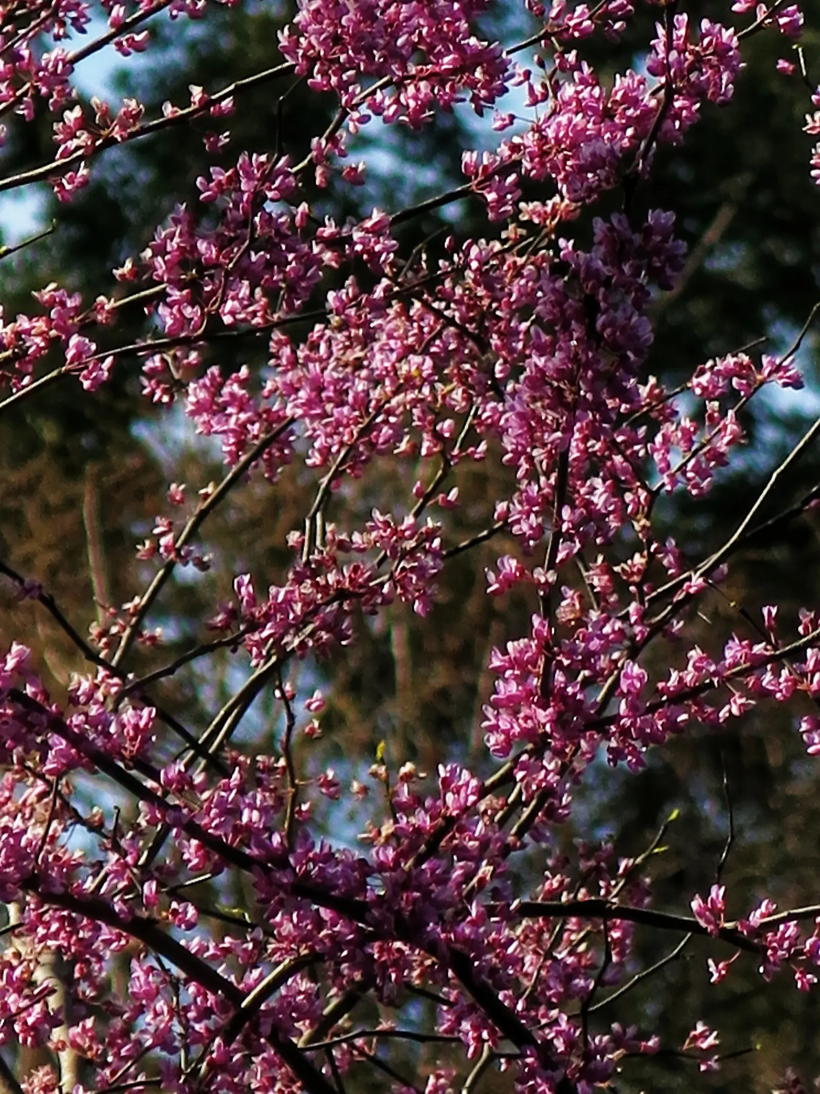 Western Redbud (Cercis Occidentalis) — This low-maintenance native prefers full sun to partial shade and adapts well to various soils; shrub / tree, image 56