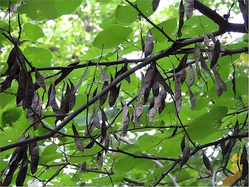 Western Redbud (Cercis Occidentalis) — Cercis occidentalis prefers well-drained soils and can tolerate various conditions; these blossoms grow, image 69