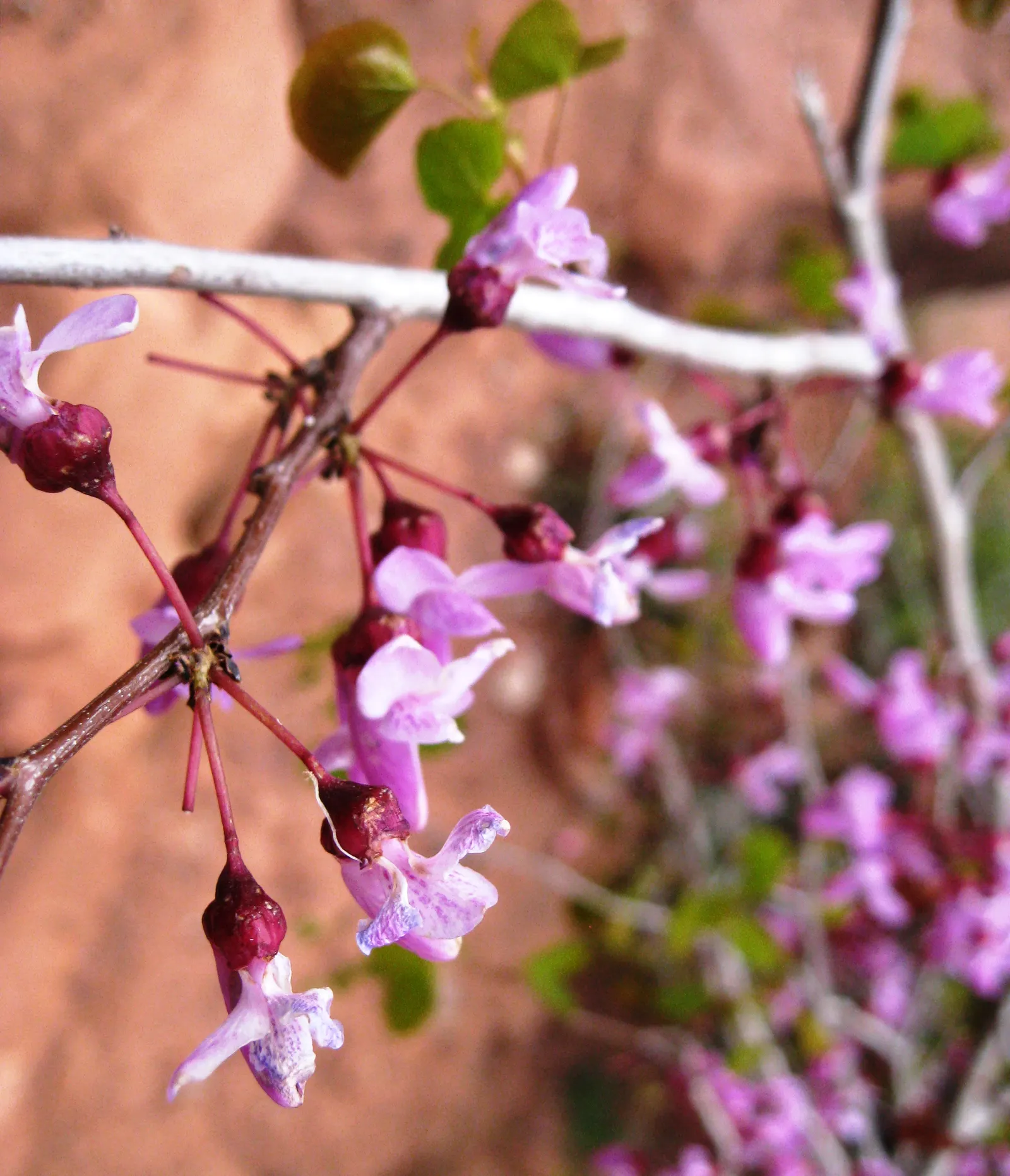 Western Redbud (Cercis Occidentalis) — Its compact size also makes it conducive to being planted in groups for a more dramatic effect; tall, notable for its