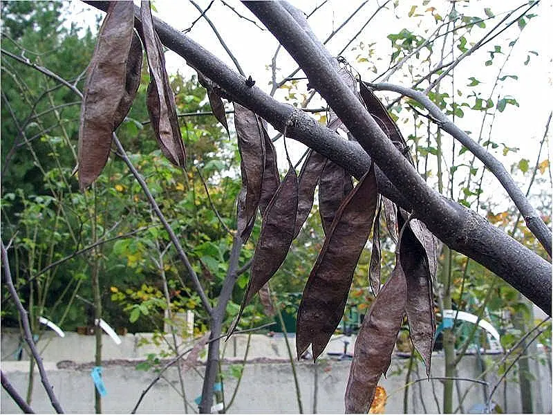 Western Redbud (Cercis Occidentalis) — making it an ideal candidate for residential garden spaces.<br><br>Characteristic to the species; which, image 62