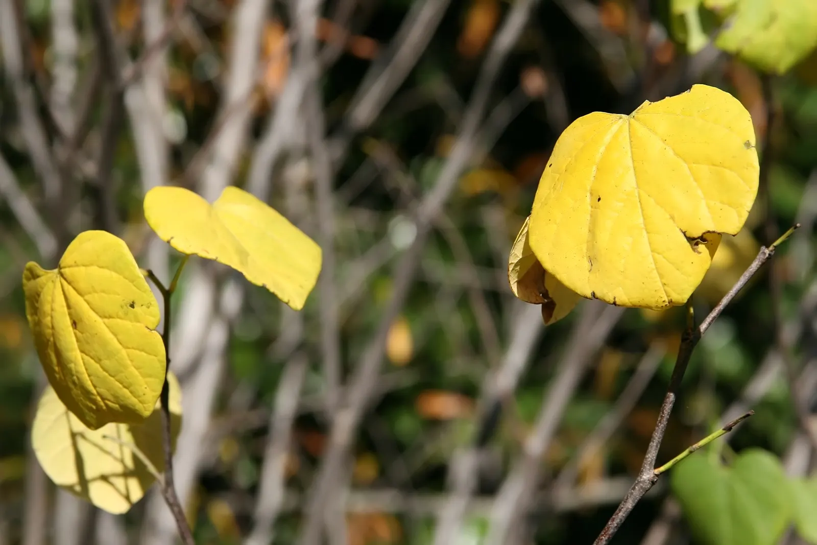 Western Redbud (Cercis Occidentalis) — perfect for accentuating gardens with its striking springtime bloom; is a vibrant and versatile ornamental, image 61