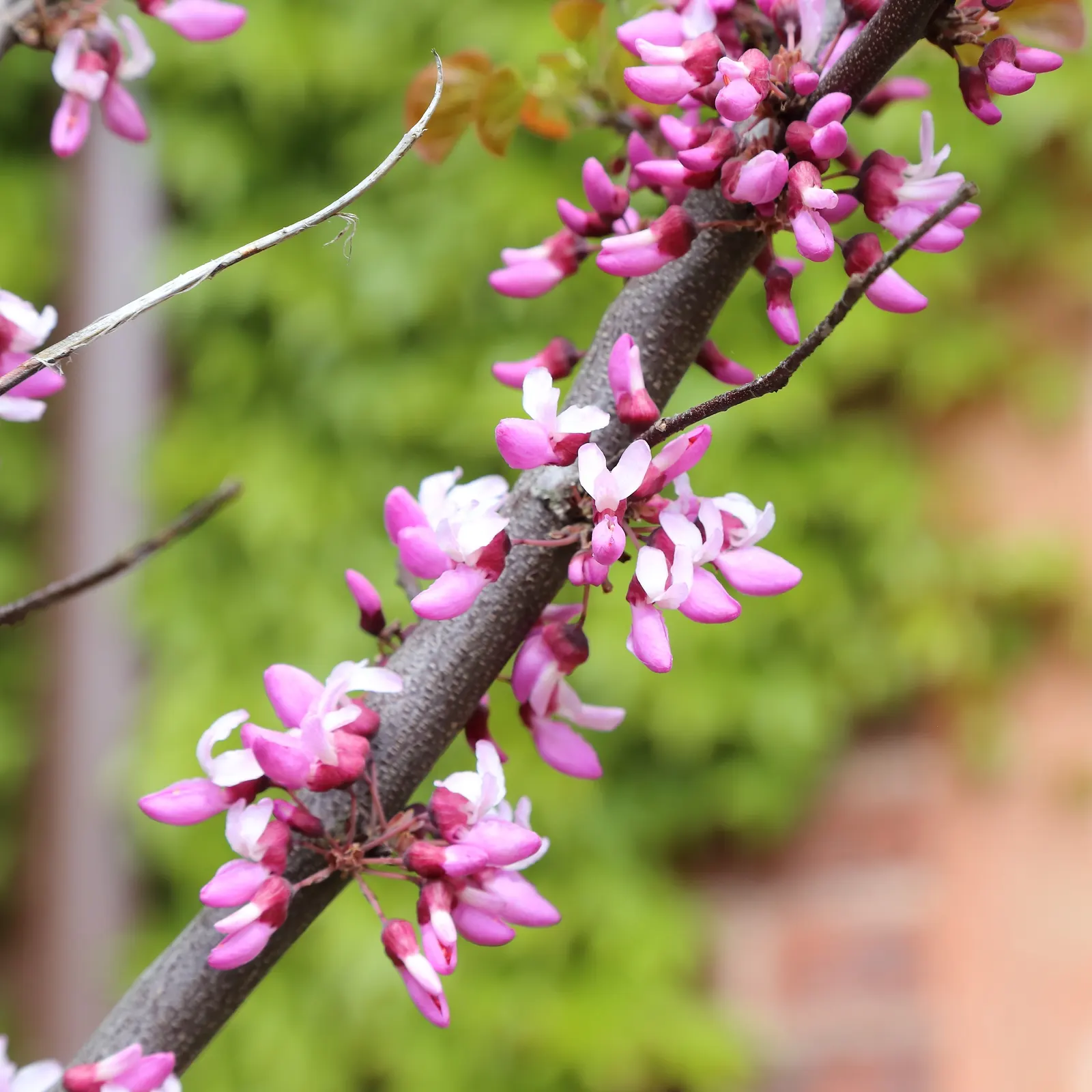 Western Redbud (Cercis Occidentalis) — shrub / tree with pink blooms; enriching the seasonal palette of your garden.<br><br>For optimal growth
