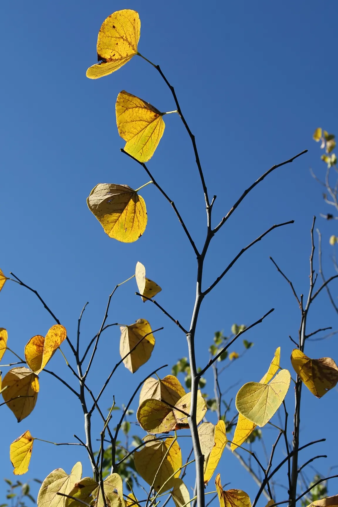 Western Redbud (Cercis Occidentalis) — Regular watering is crucial, particularly in the hotter months; shrub / tree for full or half, image 71