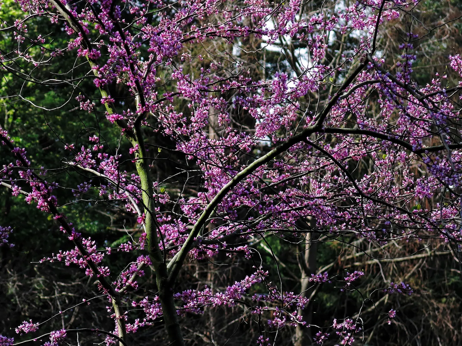 Western Redbud (Cercis Occidentalis) — Drought-tolerant once established; it provides year-round interest, image 57