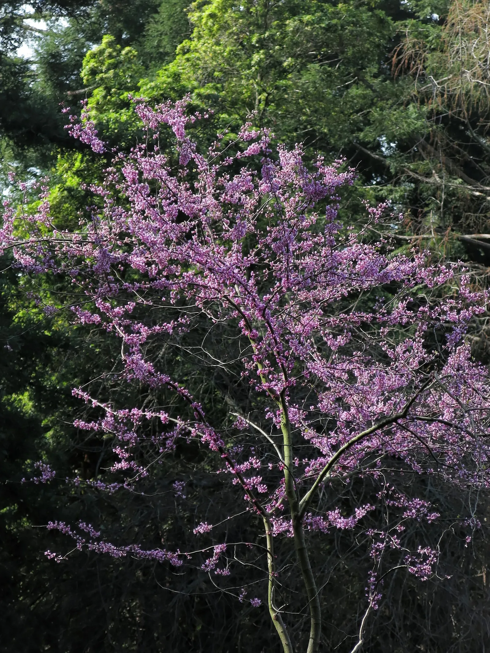 Western Redbud (Cercis Occidentalis) — it provides year-round interest; following the spring spectacle, image 58