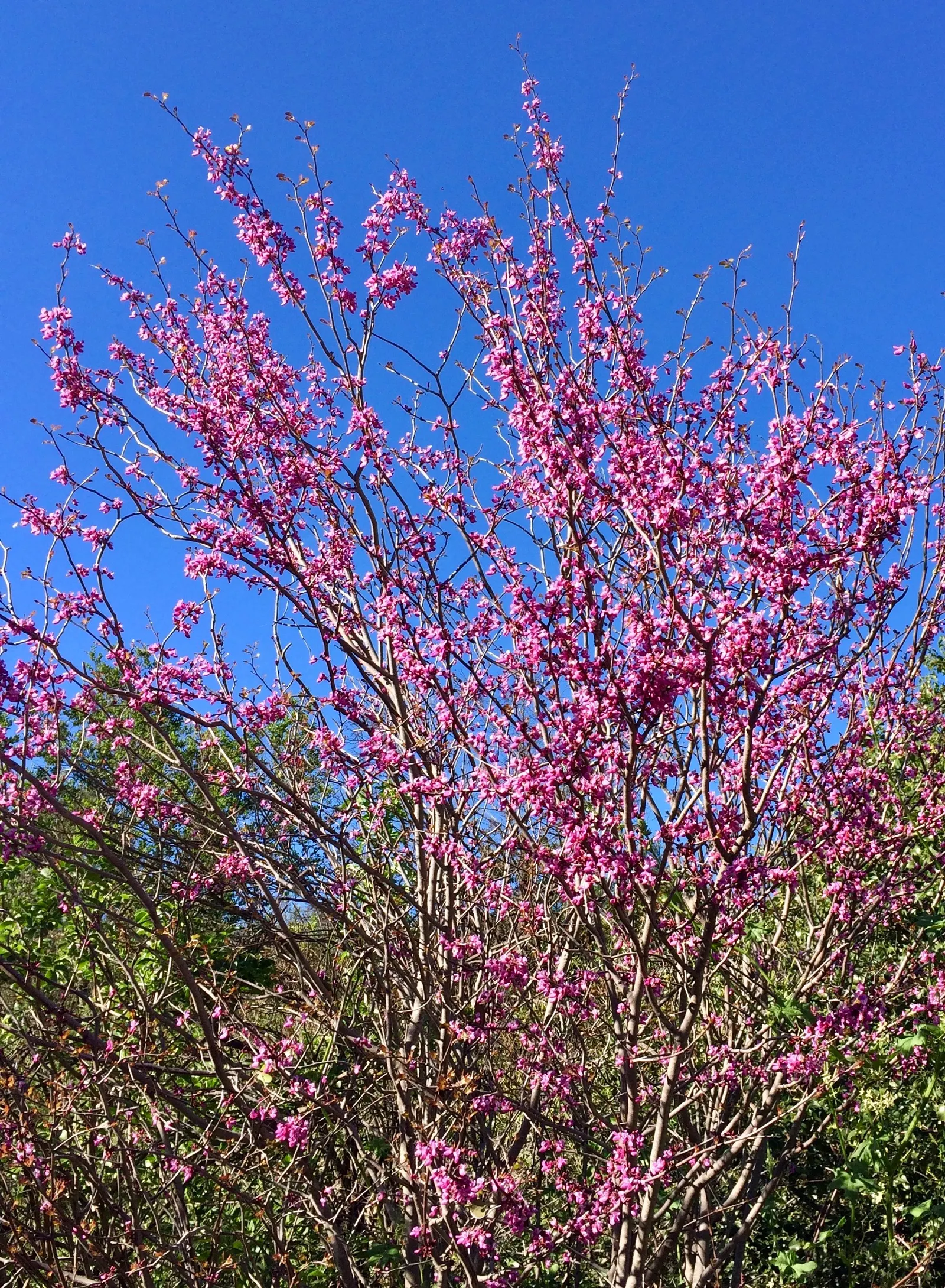 Western Redbud (Cercis Occidentalis) — the Western Redbud demonstrates notable drought tolerance; perfect for accenting California landscapes and attracting