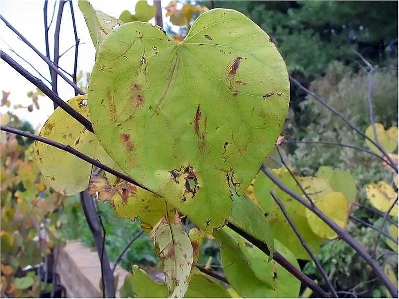 Western Redbud (Cercis Occidentalis) — from full sun to partial shade; regular watering is crucial, particularly in the hotter months, image 70