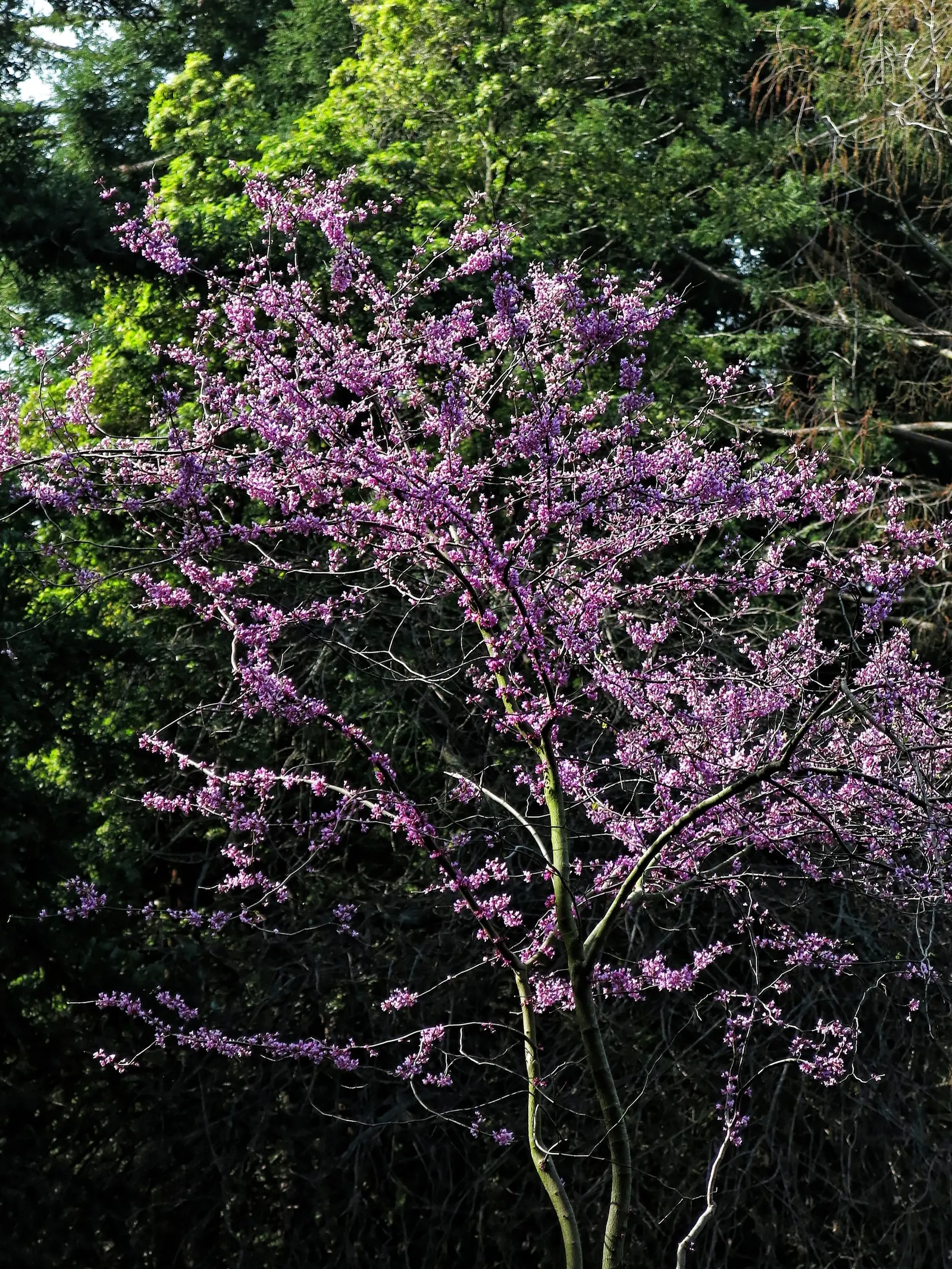 Western Redbud (Cercis Occidentalis) — perfect for accenting California landscapes and attracting pollinators; the Western Redbud demonstrates, image 59