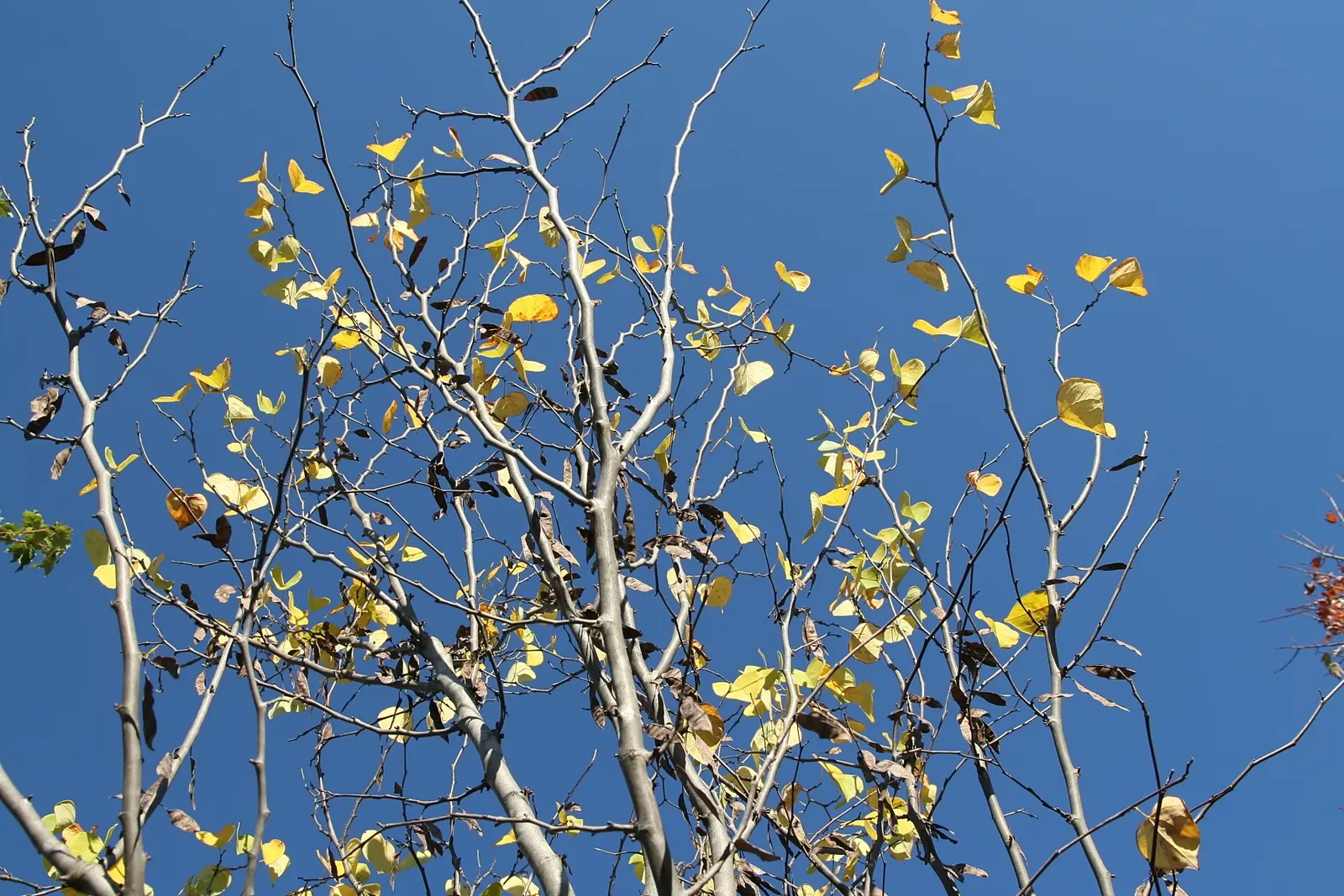 Western Redbud (Cercis Occidentalis) — the tree presents heart-shaped leaves; cercis occidentalis prefers well-drained soils and can tolerate, image 66