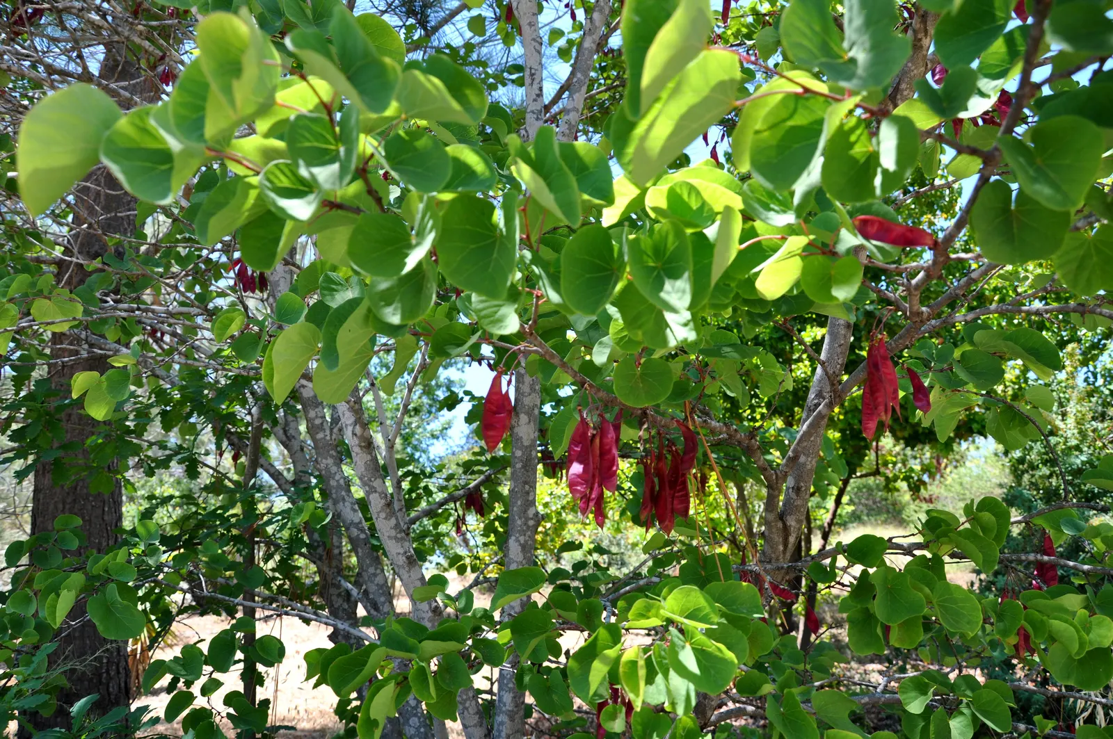 Western Redbud (Cercis Occidentalis) — the Western Redbud boasts a brilliant display of magenta-pink flowers in early spring; or serve as a focal point when