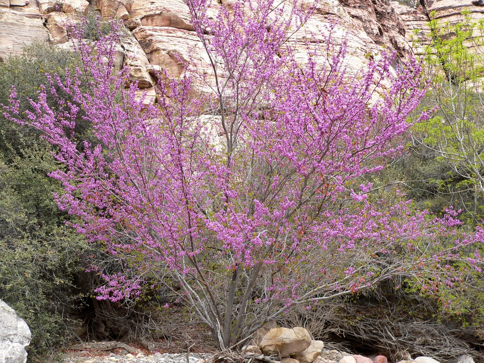 Western Redbud (Cercis Occidentalis) — Cercis occidentalis prefers well-drained soils and can tolerate various conditions; these blossoms grow directly on the