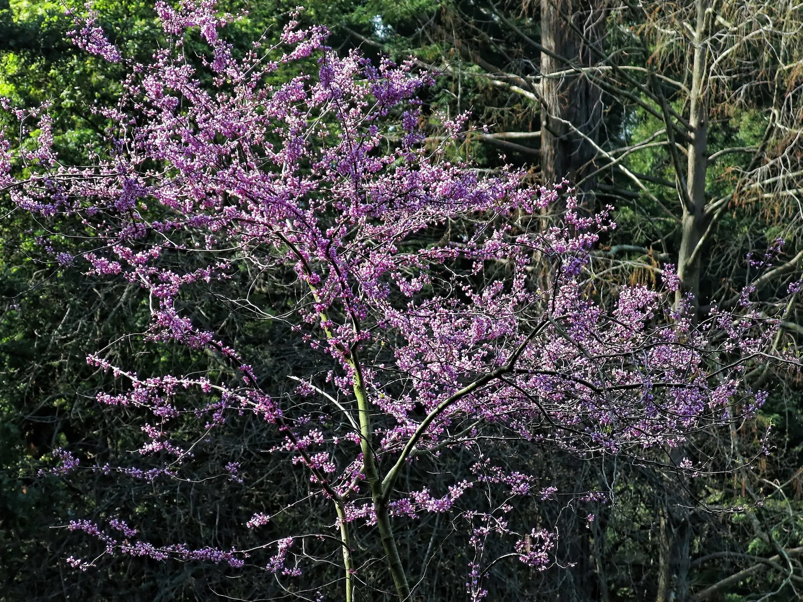 Western Redbud (Cercis Occidentalis) — is a vibrant and versatile ornamental tree; the Western Redbud (Cercis occidentalis) is a vibrant deciduous, image 60