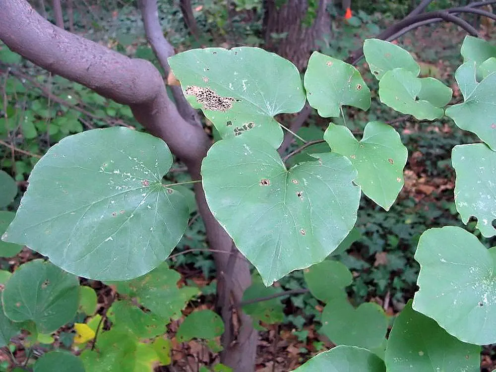 Western Redbud (Cercis Occidentalis) — These blossoms grow directly on the gray branches, enveloping the tree in a cloak of color; heart-shaped, image 64