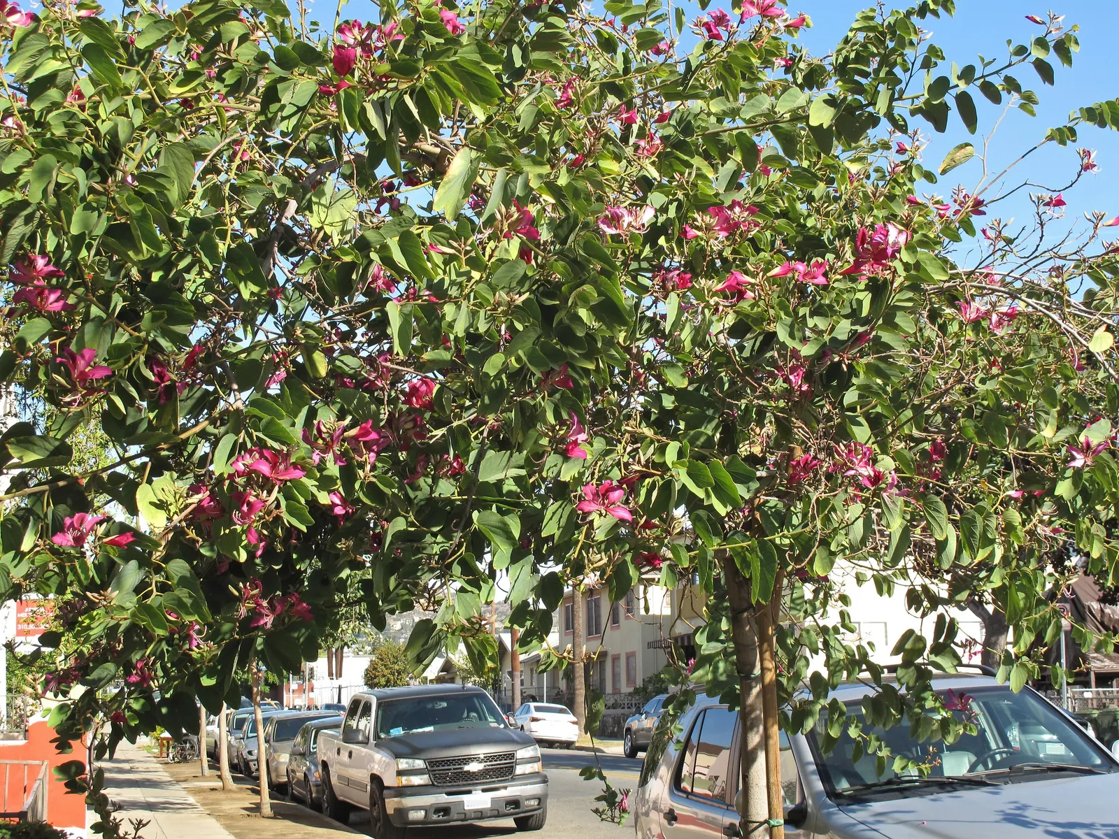 Western Redbud (Cercis Occidentalis) — Heart-shaped leaves emerge after flowers, transitioning to green and then yellow in fall; from full sun to, image 55