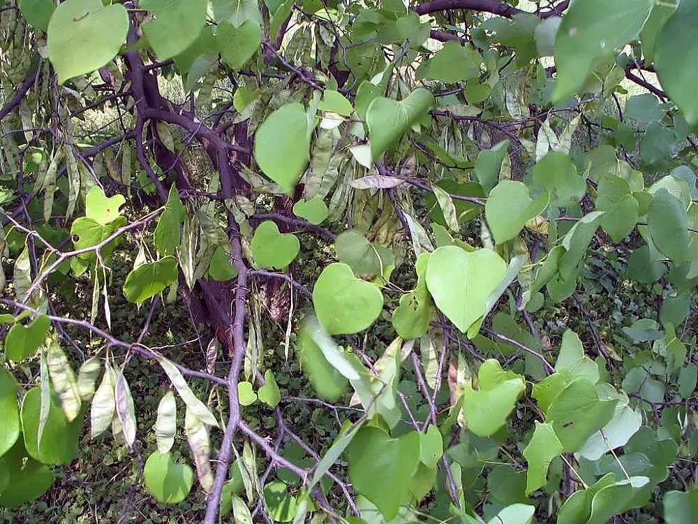 Western Redbud (Cercis Occidentalis) — Drought-tolerant once established
