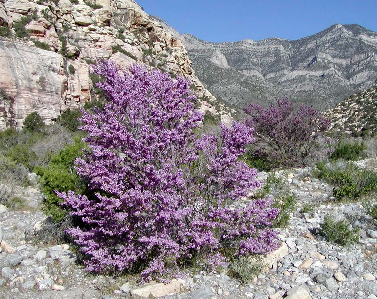 Western Redbud (Cercis Occidentalis) — the Western Redbud can accentuate entryways; the tree presents heart-shaped leaves