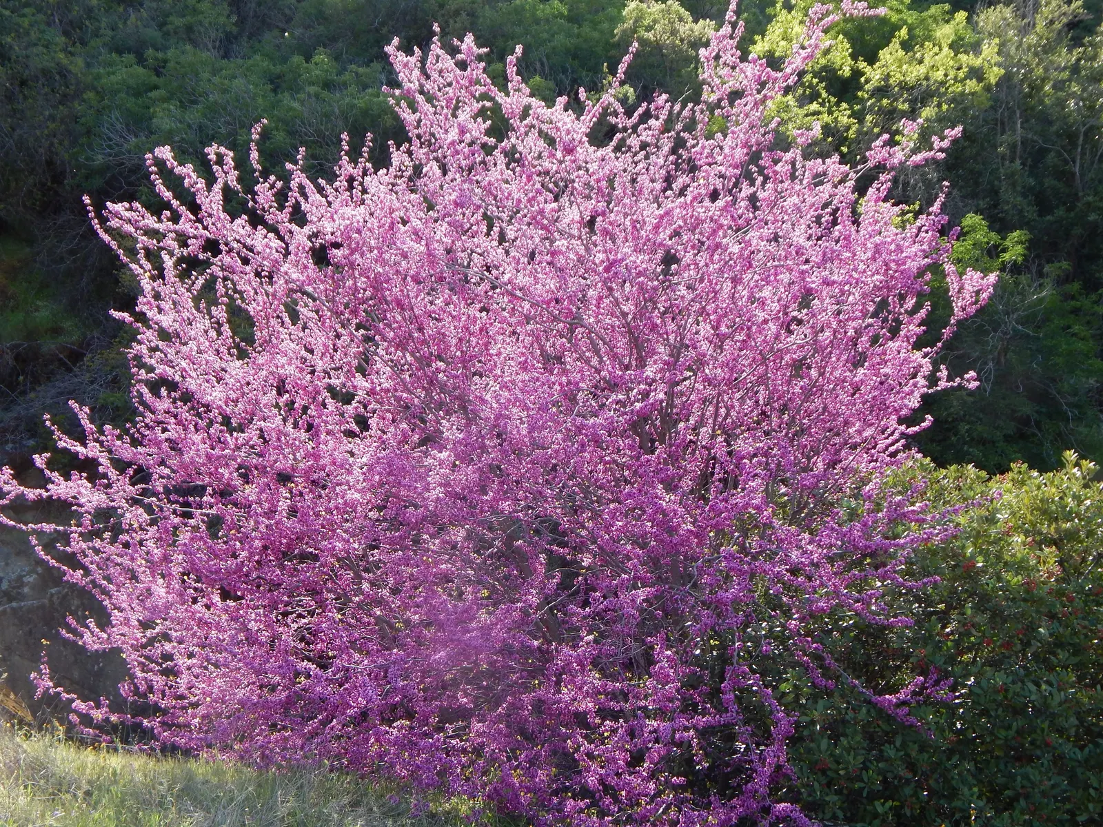 Western Redbud (Cercis Occidentalis) — tall, notable for its showy magenta blooms in spring; the Western Redbud boasts a brilliant display of, image 54